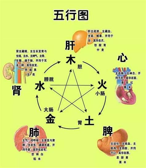 心五行|心 (脏腑)